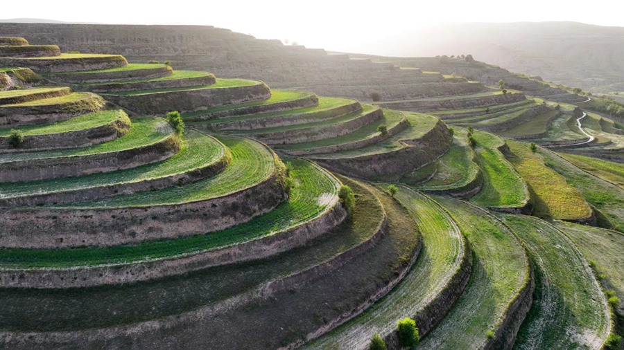 甘肅榆中：蕎麥花開秋意濃。 吳永拍攝