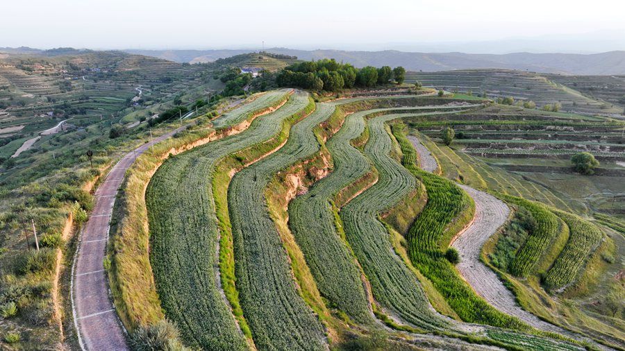 甘肅榆中：蕎麥花開秋意濃。 吳永拍攝