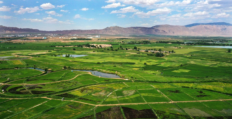 甘州區烏江鎮新河田園綜合體稻田景觀。甘州區委宣傳部供圖