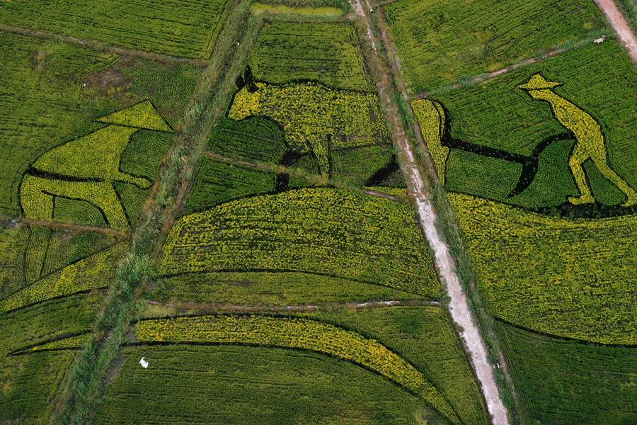 甘州區烏江鎮新河田園綜合體稻田景觀鳥瞰。甘州區委宣傳部供圖