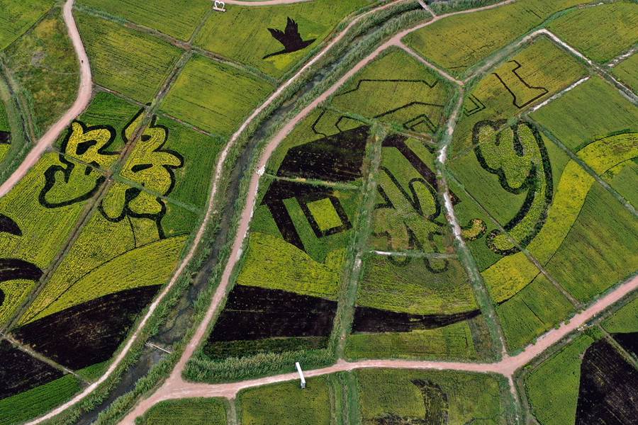 甘州區烏江鎮新河田園綜合體稻田景區鳥瞰。甘州區委宣傳部供圖