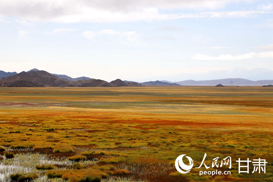 祁連山下，鹽池灣濕地美景如畫。人民網記者 焦隆攝
