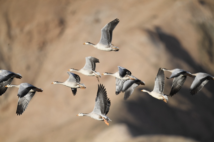 祁連山下，鹽池灣濕地美景如畫。肅北縣委宣傳部供圖