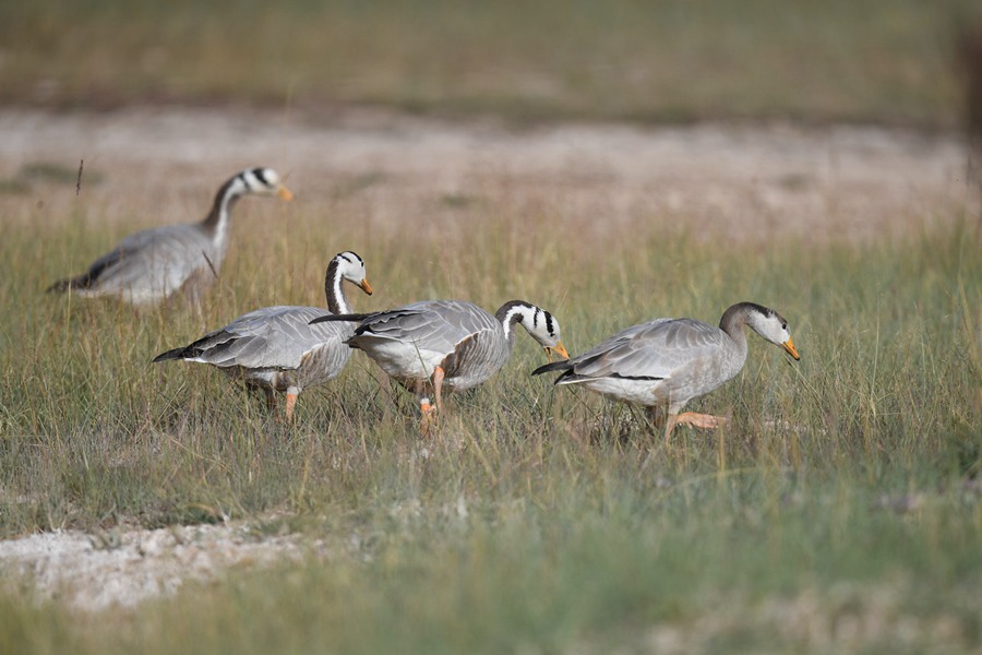 祁連山下，鹽池灣濕地美景如畫。肅北縣委宣傳部供圖