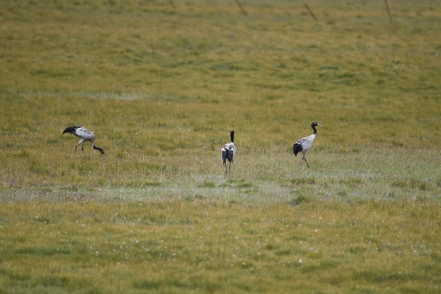 祁連山下，鹽池灣濕地美景如畫。肅北縣委宣傳部供圖