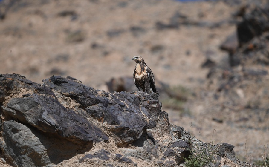 祁連山下，鹽池灣濕地美景如畫。肅北縣委宣傳部供圖