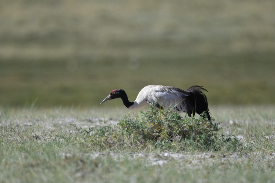 祁連山下，鹽池灣濕地美景如畫。肅北縣委宣傳部供圖