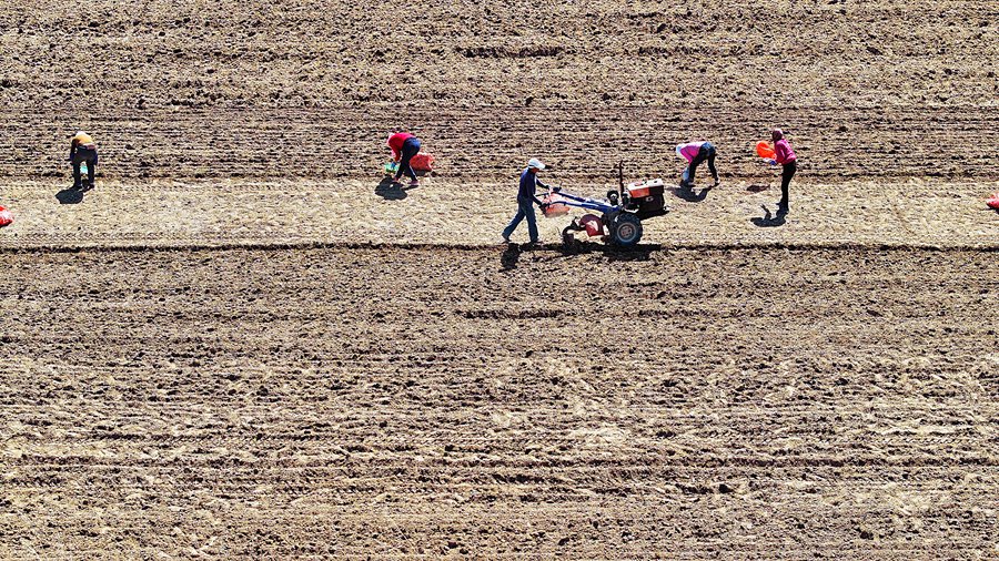 蒜農們忙著栽種紫皮大蒜。趙琳攝