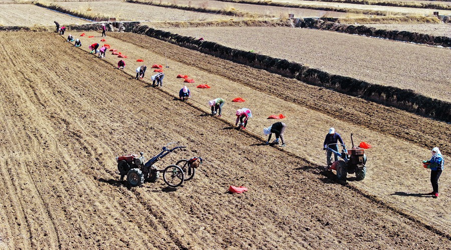 蒜農們忙著栽種紫皮大蒜。趙琳攝