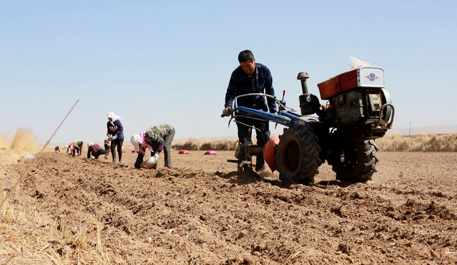 蒜農們忙著栽種紫皮大蒜。王曉涇攝