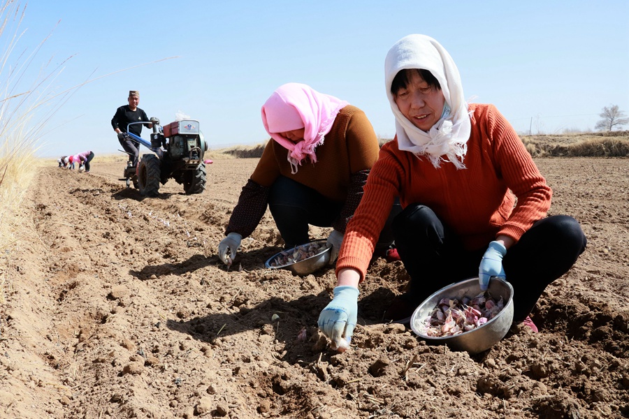 蒜農們忙著栽種紫皮大蒜。王曉涇攝