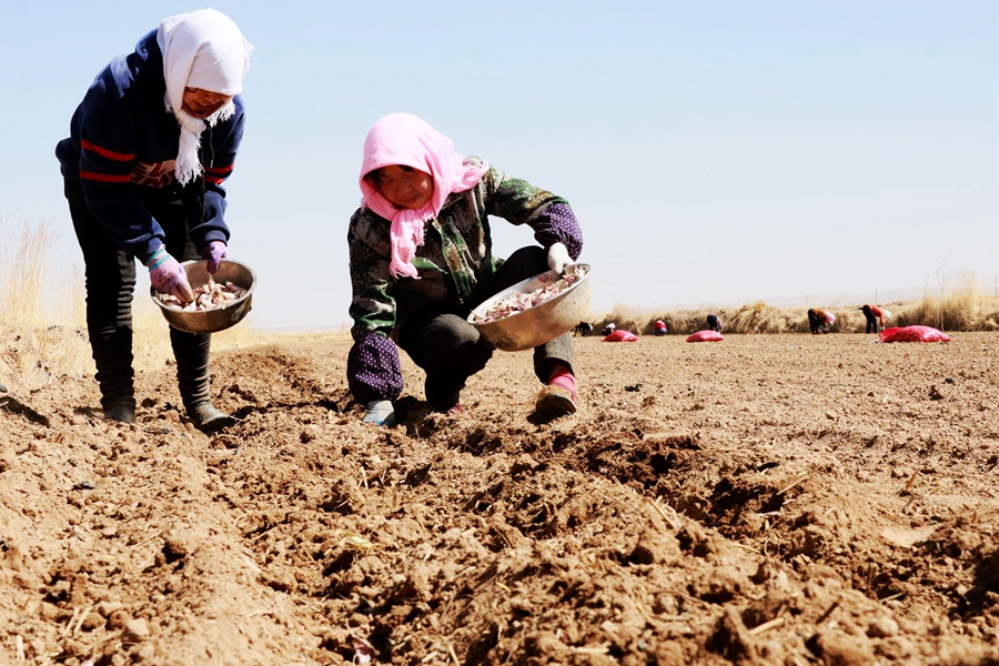 蒜農們忙著栽種紫皮大蒜。王曉涇攝