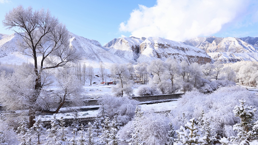 甘肅肅南：玉樹瓊枝美如畫。武雪峰 安維斌攝