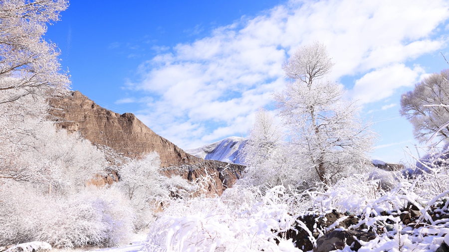 甘肅肅南：玉樹瓊枝美如畫。武雪峰 安維斌攝