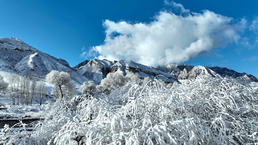 甘肅肅南：玉樹瓊枝美如畫【9】