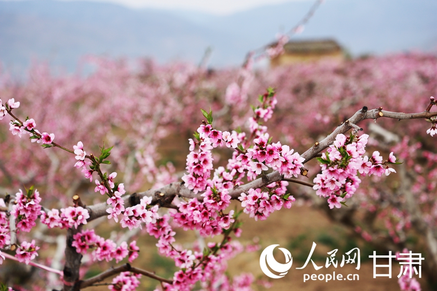 盛開的桃花。人民網記者 王文嘉攝