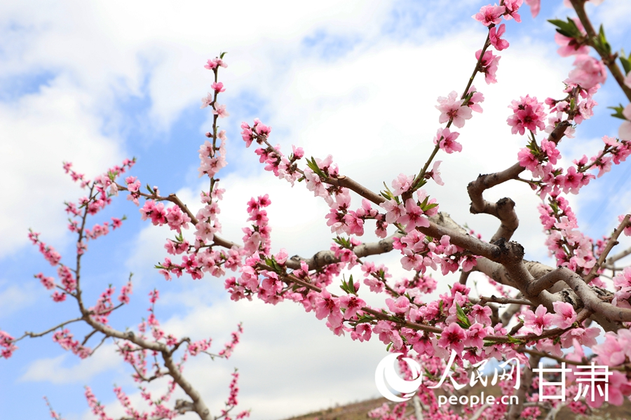 盛開的桃花。人民網記者 王文嘉攝