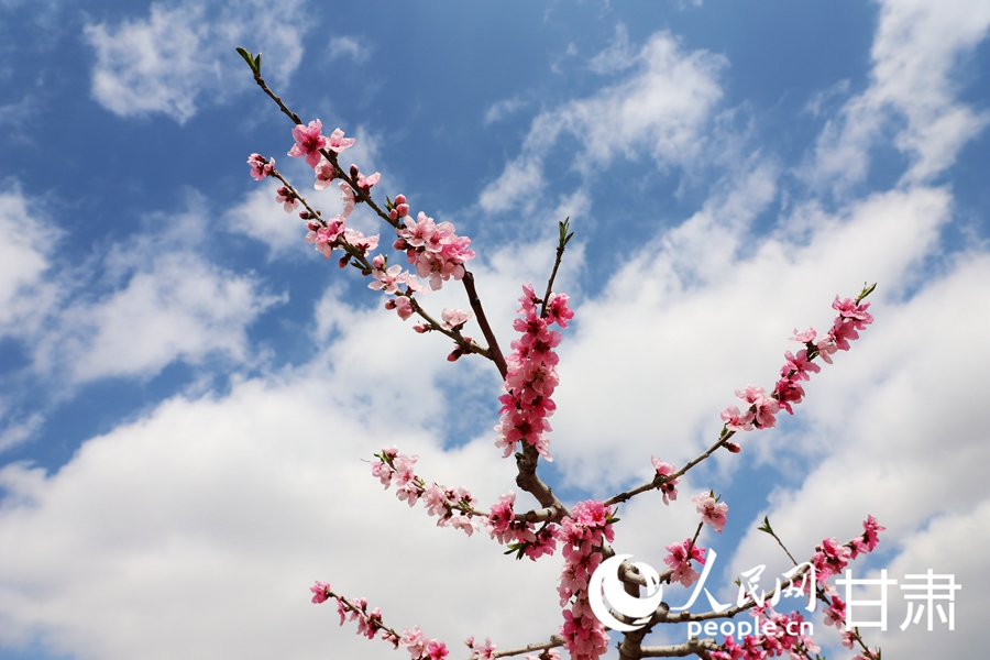 盛開的桃花。人民網記者 王文嘉攝
