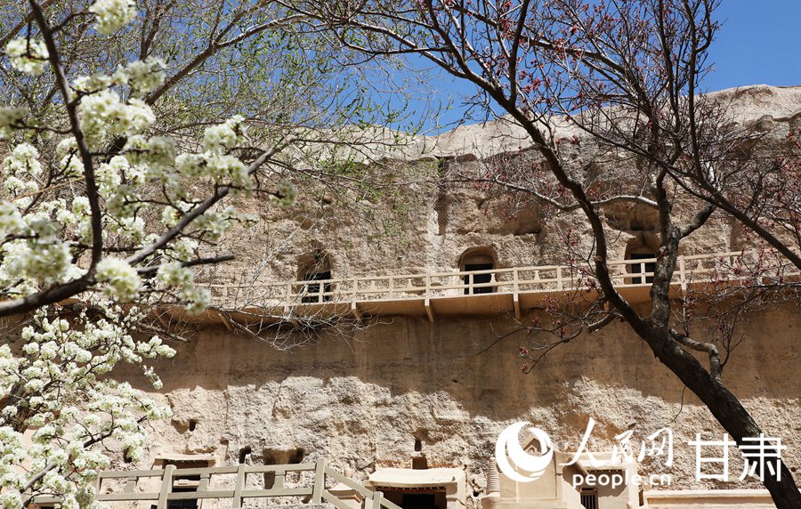 春意盎然的榆林窟。人民網記者 王文嘉攝