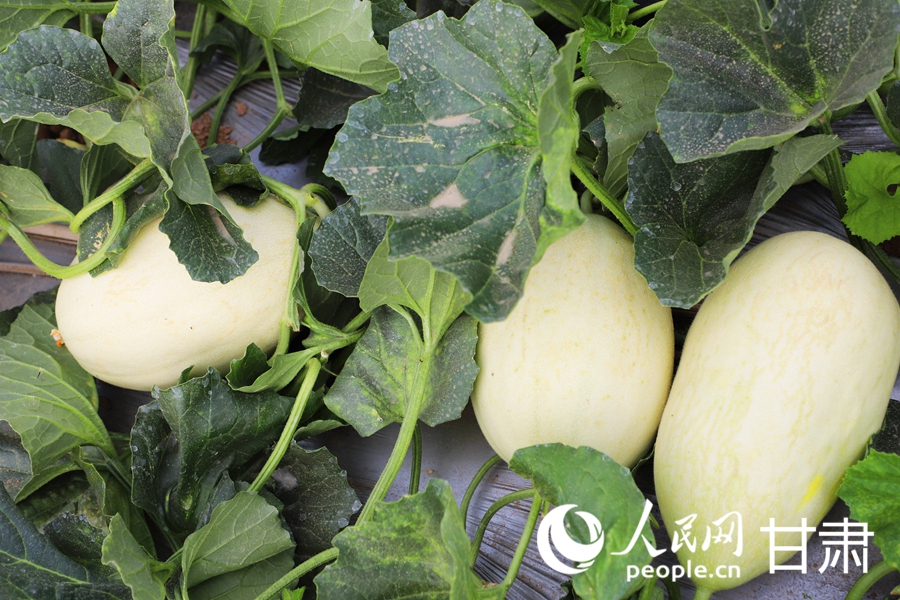 白蘭瓜。人民網記者 王文嘉攝