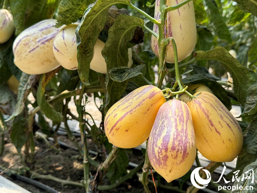 成熟的人參果外皮紫色條紋明顯。人民網記者 徐冬兒攝