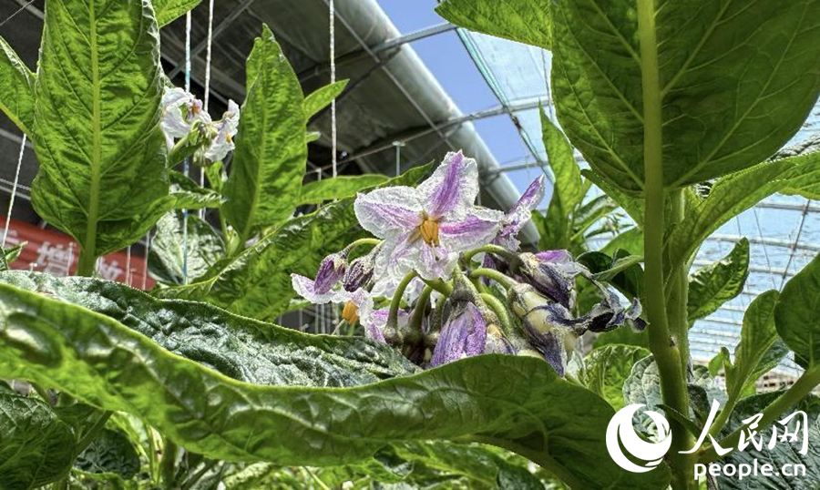 人參果株上，紫色的花正開著。人民網記者 徐冬兒攝