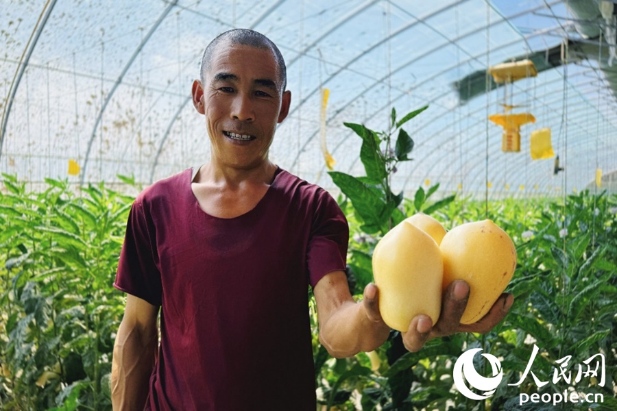 種植大戶茍新文手捧剛摘下的人參果。人民網 李根攝