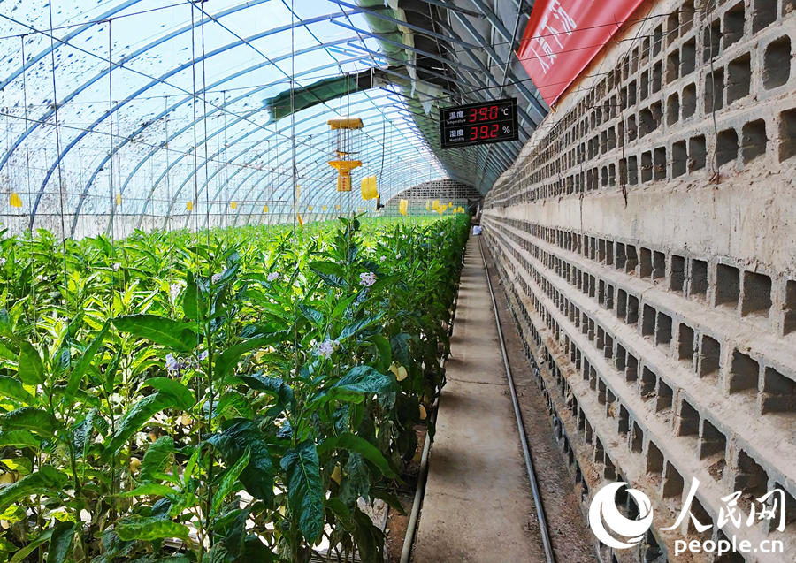清泉鄉茍新文家大棚內景。人民網記者 劉紅攝
