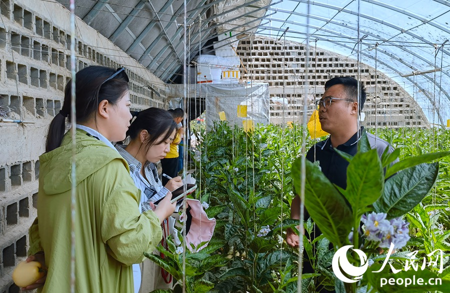 清泉鄉副鄉長呂克瑋向人民網“行進中國”甘肅調研采訪團采介紹當地人參果產業情況。人民網記者 劉紅攝