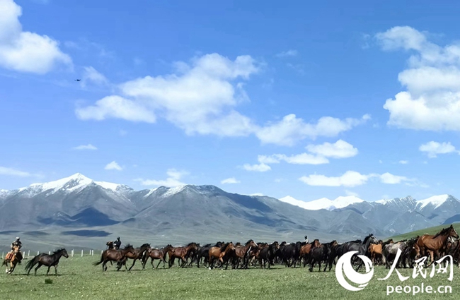 山丹馬場，牧馬人正在放馬。人民網記者 唐嘉藝攝