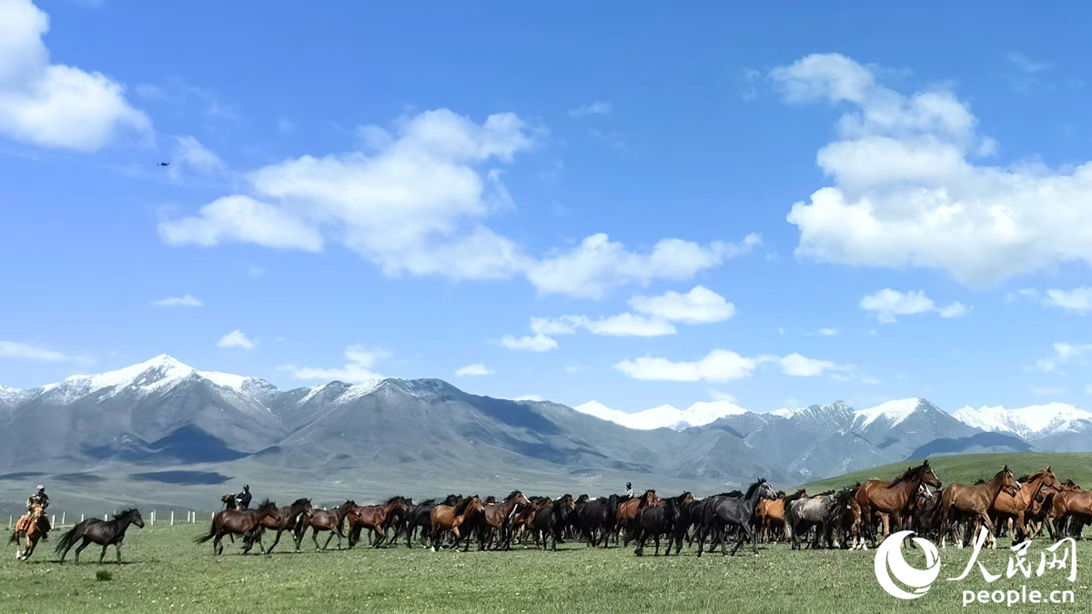 活力甘肅|“為子孫后代，一定把這片草原保護好”