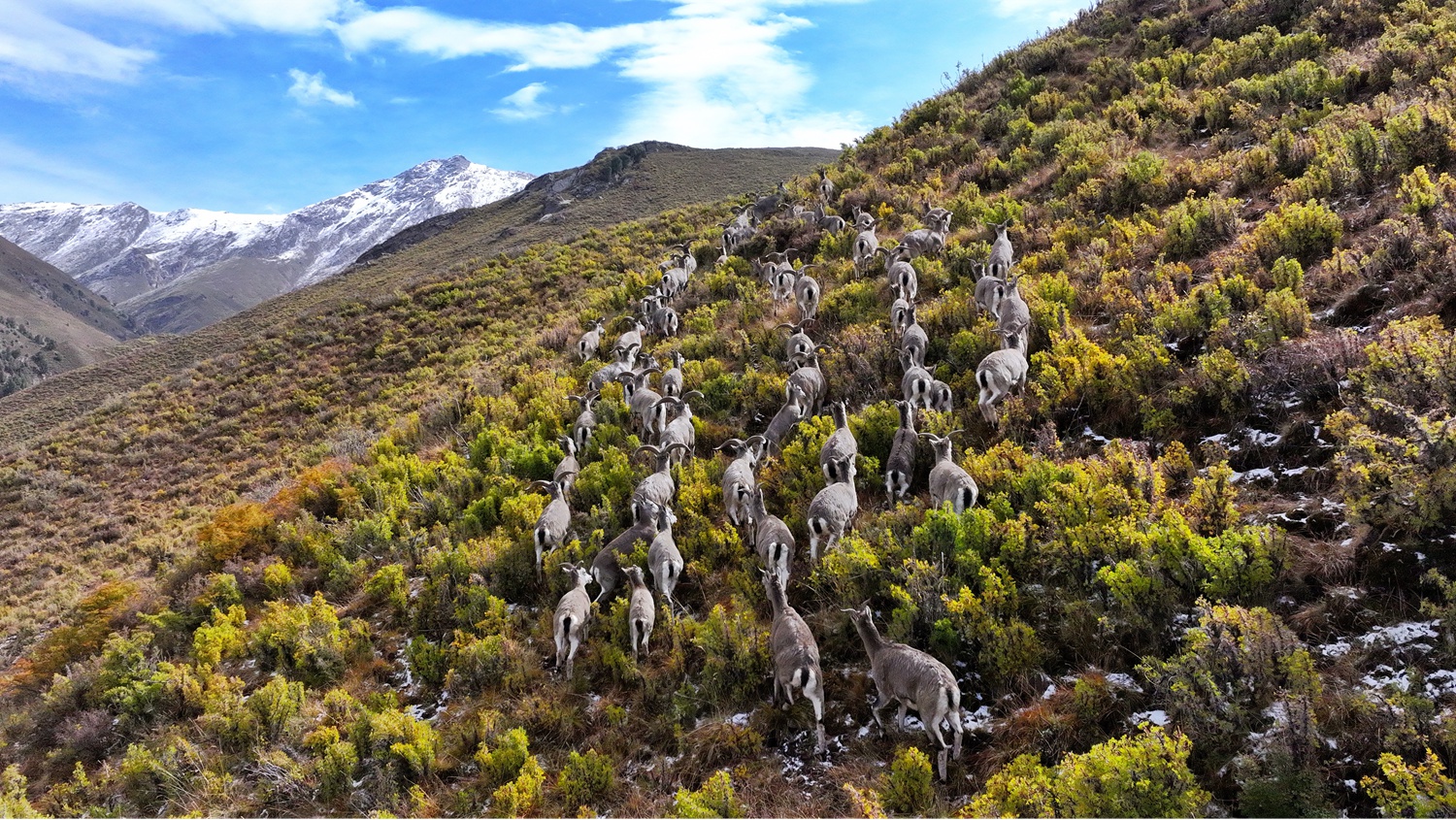 活力甘肅|“為子孫后代，一定把這片草原保護好”