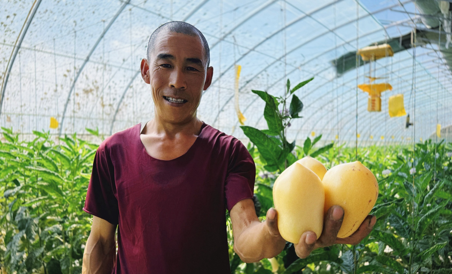 戈壁灘上結出“金果果”