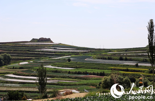 夏日炎炎，榆中縣新營鎮高原夏菜迎來豐收。人民網記者 王文嘉攝