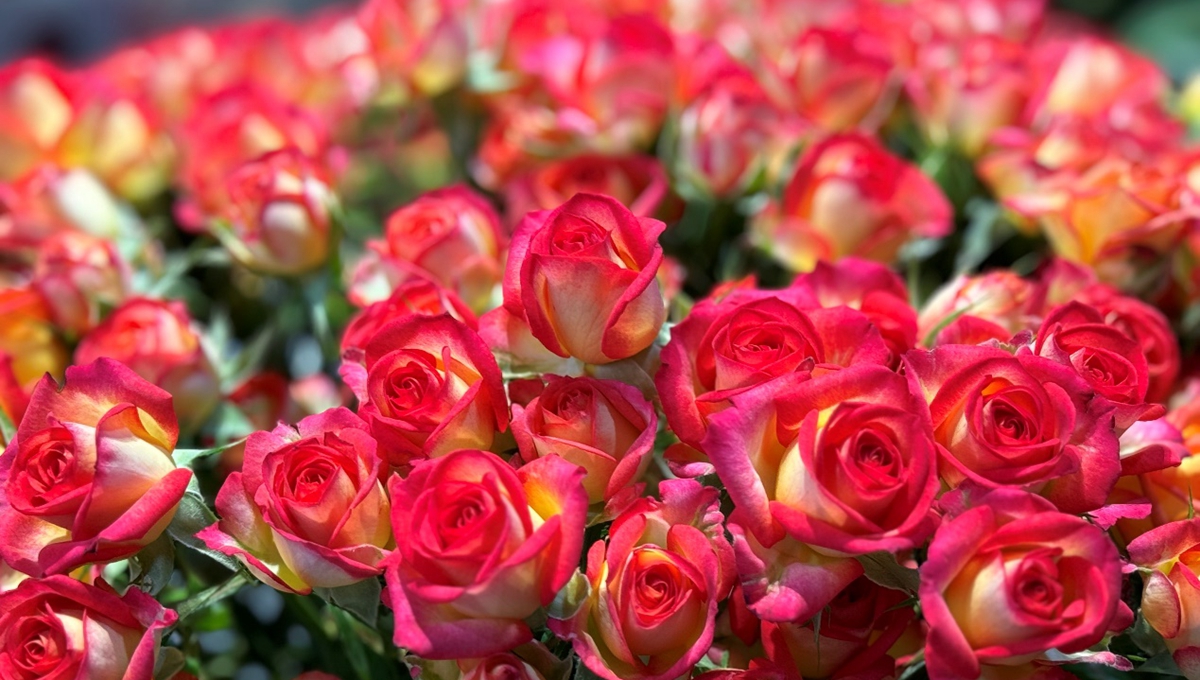 活力甘肅|“聞著花香掙著錢，滿福得很”