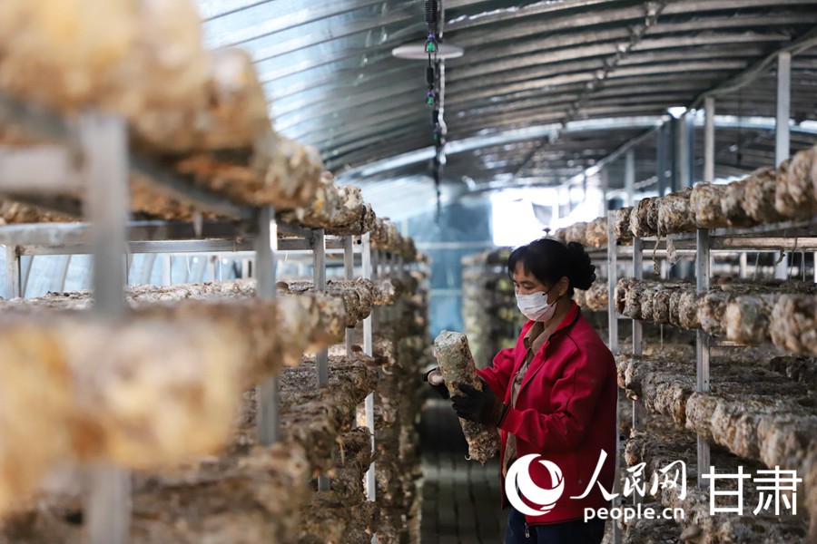 甘肅天祝:小菌菇撐起致富傘