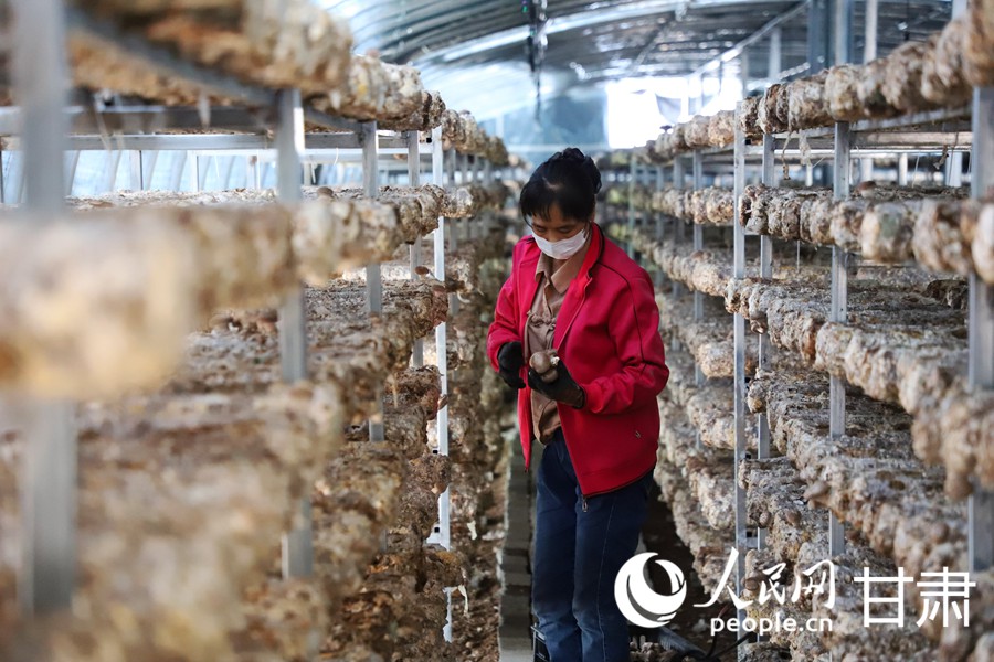 甘肅天祝：小菌菇撐起致富傘【2】