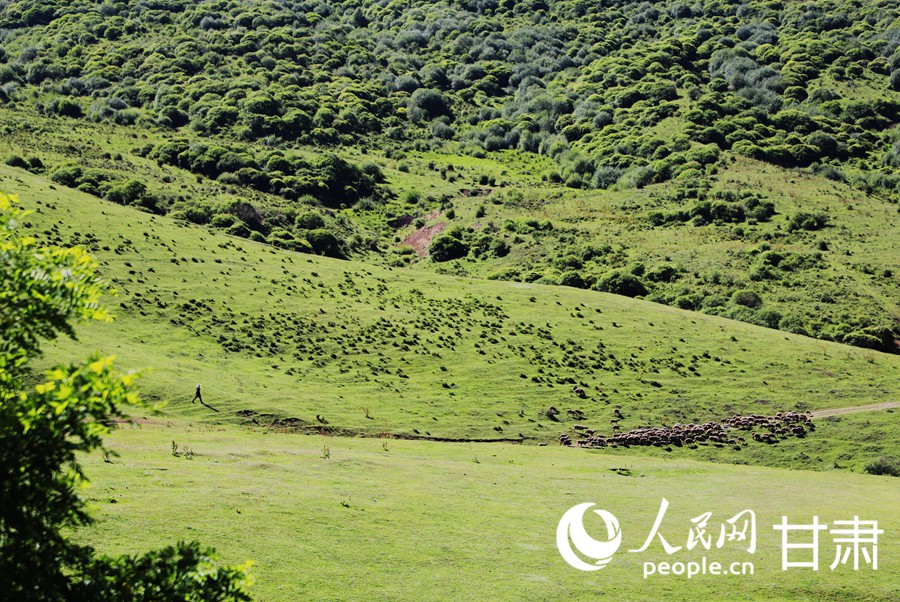 甘肅臨潭：“綠”動高原 邂逅天池冶?！?】