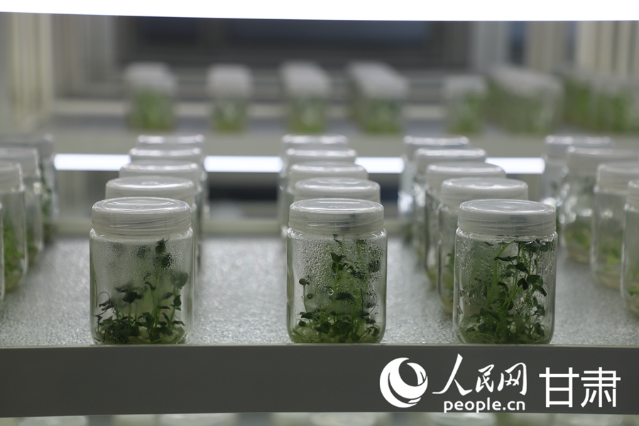 祁連山下，馬鈴薯育種忙【2】