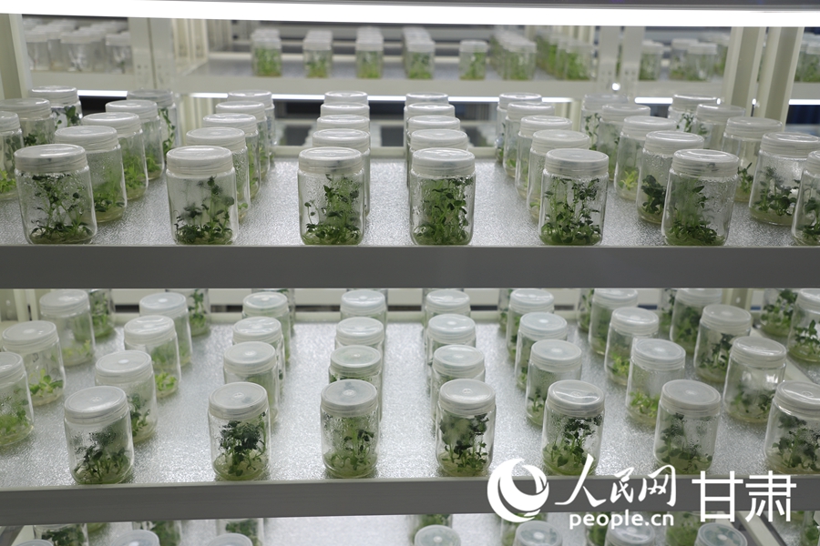 祁連山下，馬鈴薯育種忙【3】