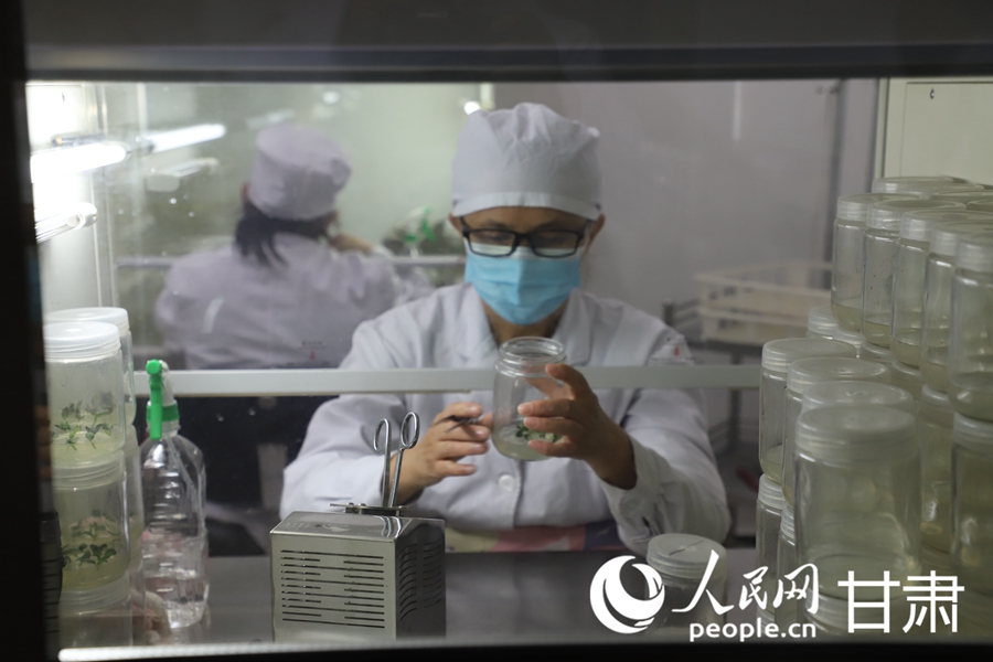 祁連山下，馬鈴薯育種忙