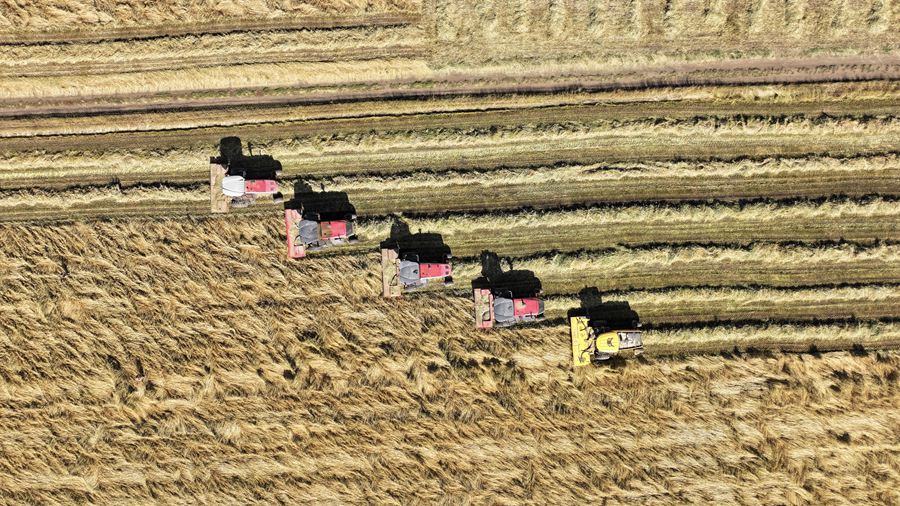 萬畝燕麥草收獲忙。王超攝