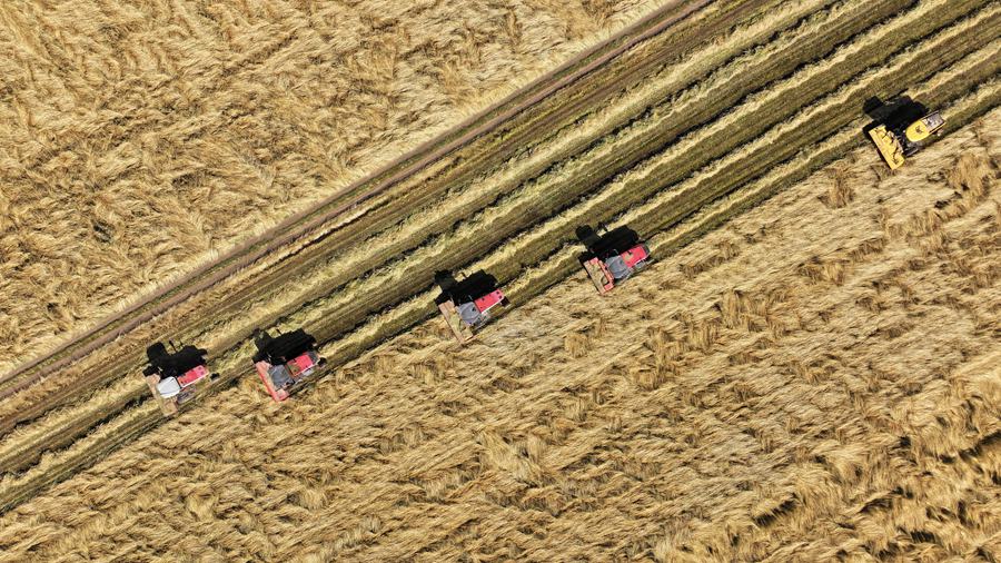 萬畝燕麥草收獲忙。王超攝