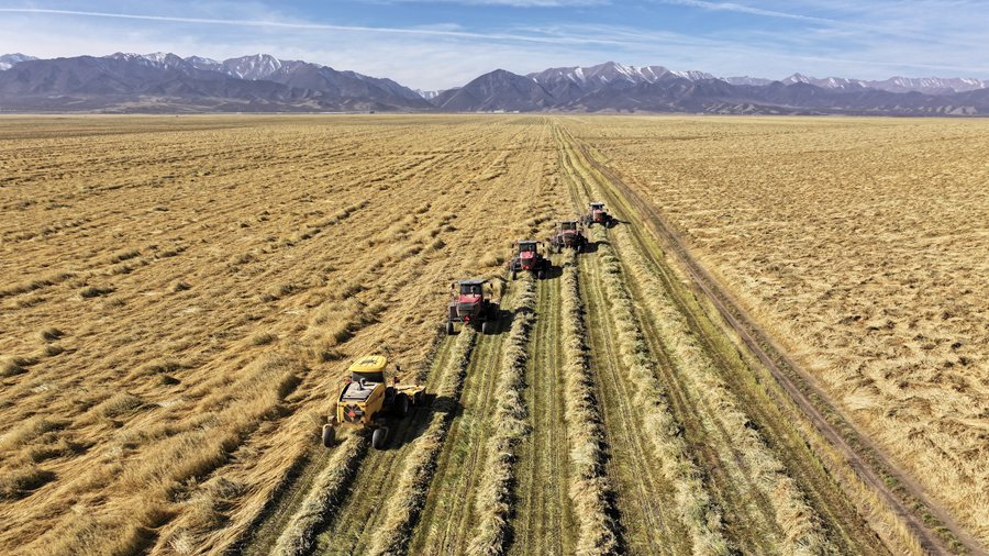 萬畝燕麥草收獲忙。王超攝