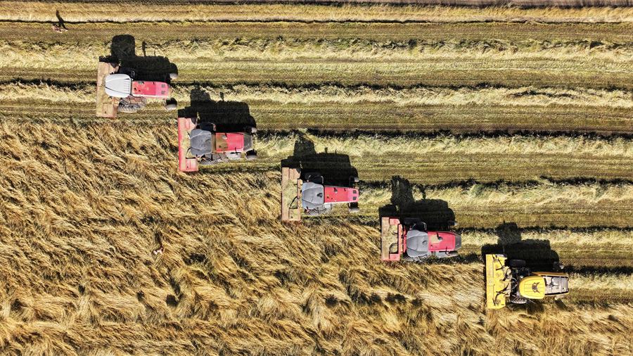 萬畝燕麥草收獲忙。王超攝