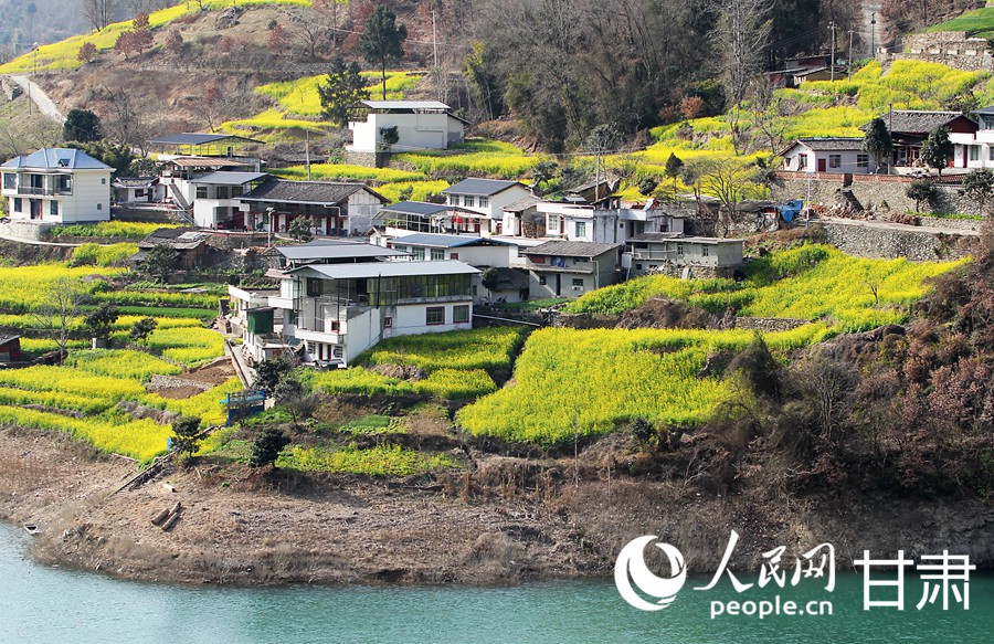 甘肅文縣：油菜花開迎春來【2】