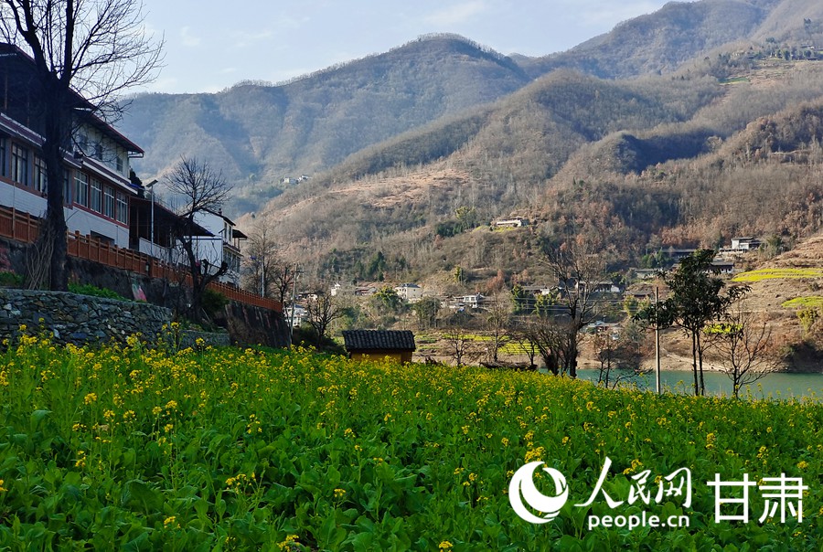 甘肅文縣：油菜花開迎春來【4】