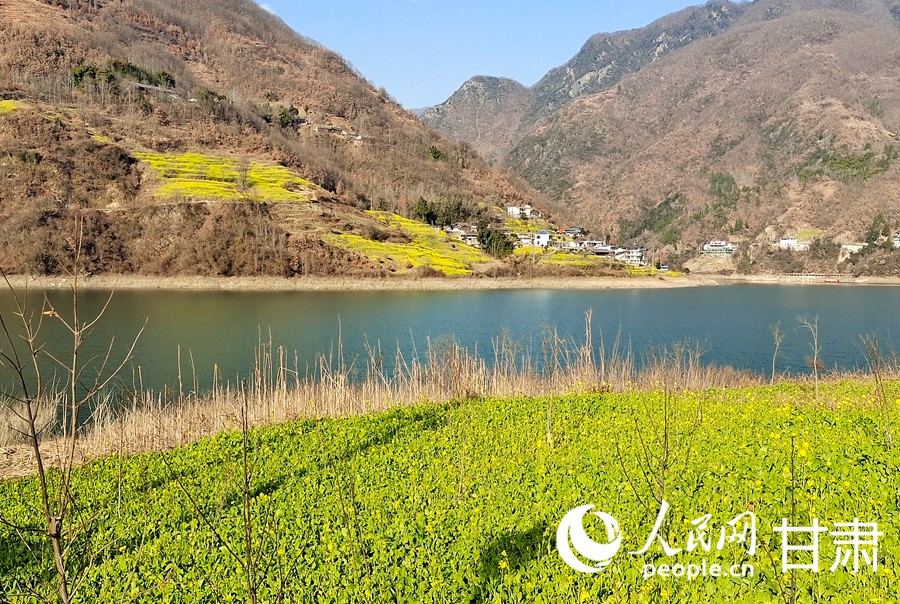 甘肅文縣：油菜花開迎春來【5】