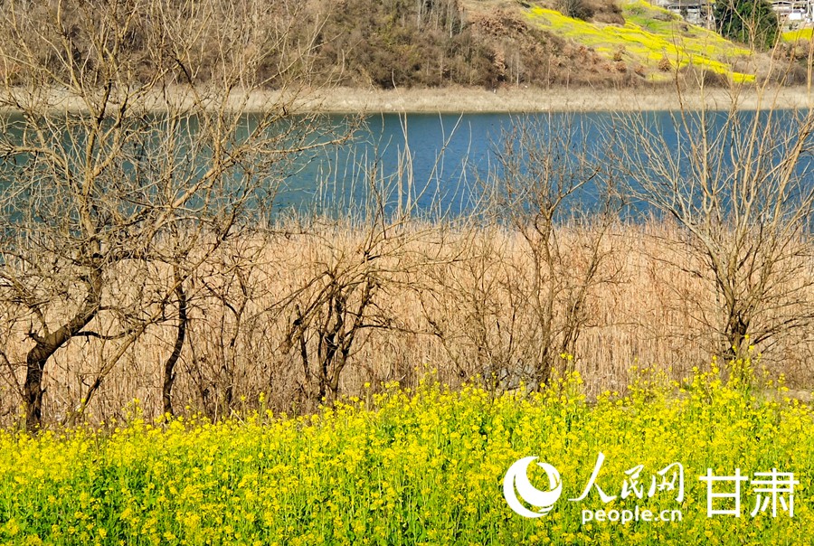 甘肅文縣：油菜花開迎春來【6】
