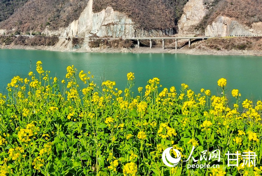 甘肅文縣：油菜花開迎春來【7】
